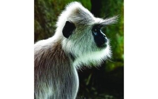 Sri Lanka Launches Historic Wildlife Census