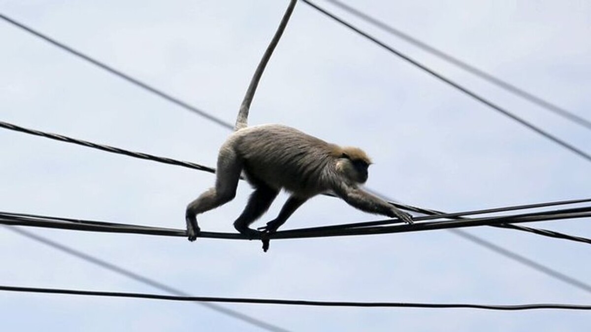 Power Outage in Sri Lanka After Monkey Incident
