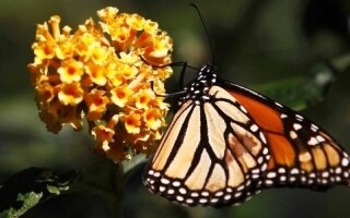 Два итальянца оштрафованы за незаконный сбор насекомых на Шри-Ланке