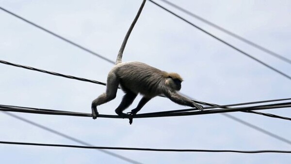 Power Outage in Sri Lanka After Monkey Incident